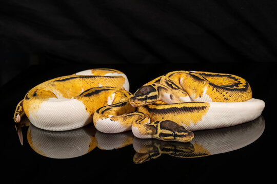 Pastel Yellow Belly Piebald Ball Pythons