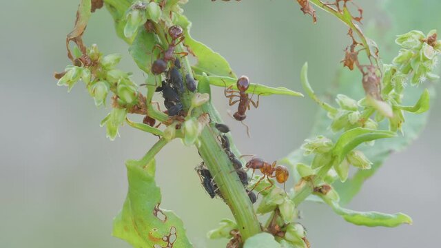 Rote gartenameise, auch genannt europ&auml;ische feuerameise an einer kolonie blattl&auml;use, myrmica rubra, 50 fps, mehrere szenen