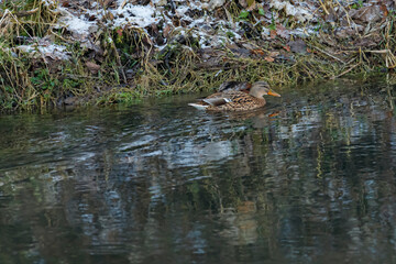 stockente schwimmt in fluss