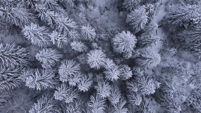 Aerial view of a frozen forest with snow-covered trees at winter. Top view above the sinter forest in Transylvania