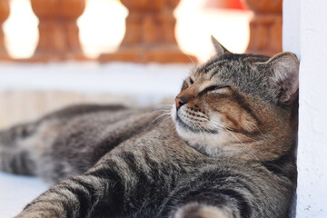 A fat cat with eyes closed. Gray-brown cat lounging