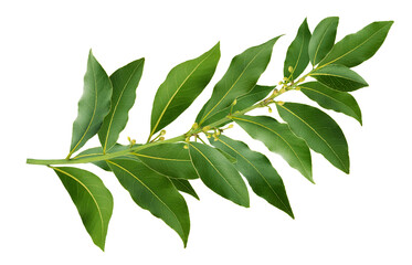 Fresh bay leaves branch isolated on white background