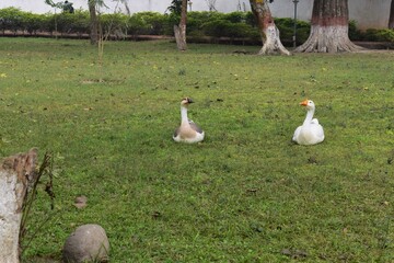 Fototapeta premium two white ducks sitting on grass and seeing each other in a park