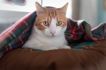 close up. brown and white cat with yellow eyes wrapped in a colorful blanket
