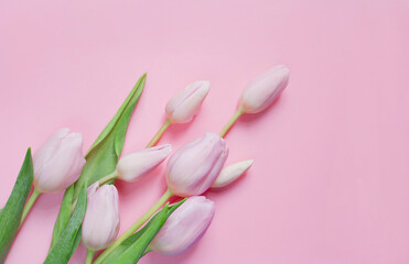 Pink tulip pastel flat lay background.