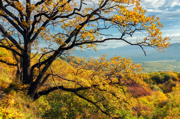 Obrazy na Szkle  Jesienny las na zboczu wzgórza. Złota jesień w lesie. Adygeja, Rosja