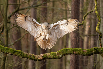 Siberian eagle owl landing to the tree branch with moss. Bubo bubo sibiricus. Frozen flight moment.