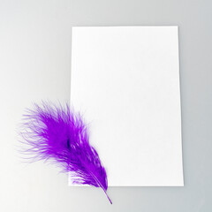blue feather on white paper. Top view.