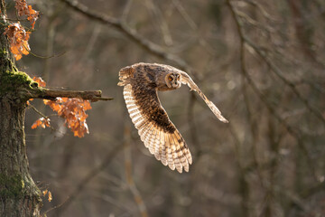 Long-eared owl flying away from a tree branch. Asio otus. Owl in the natural forest bacground.