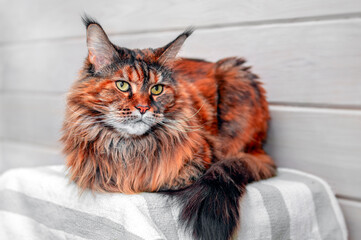 Cat maine coon portrait. Portrait front view