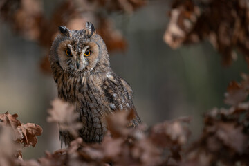 Long-eared owl in the dark between autumn leaves . Asio otus.
