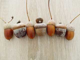 Different acorns in a row from above