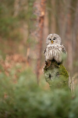Ural owl sittin on a tree stump. Strix uralensis