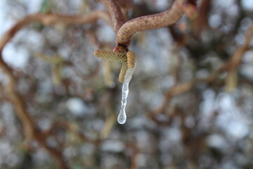 Korkenzieherweide im Winter