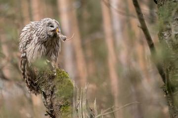 Ural owl with hunted mouse in beak. Strix uralensis