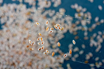 Indian flea seeds photographed in the studio against a black background