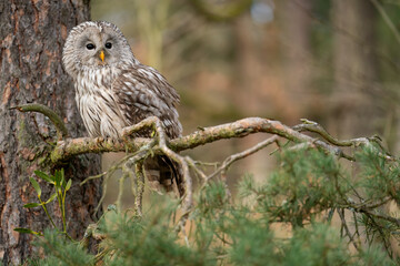 Owl sitting on a coniferous tree. Closeup animal.