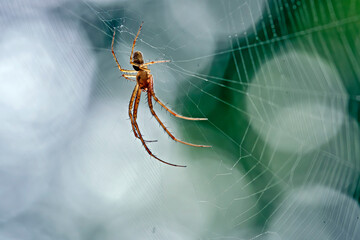 Herbstspinne ( Metellina segmentata ).