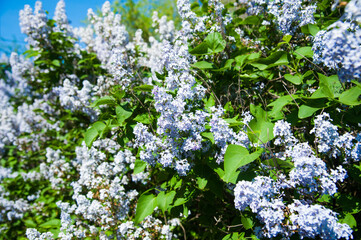 Spring branch of blossoming lilac