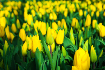 Obraz premium Spring scene of tulip field