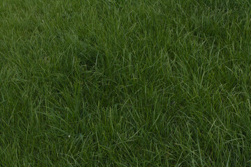 green low grass all over the photo