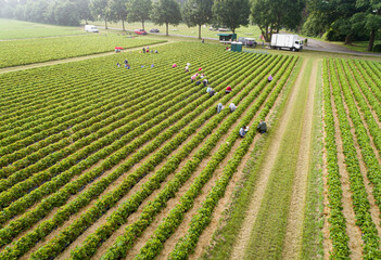 Erdbeerernte - Erntehelfer auf einer Erdbeerplantage im Ernteeinsatz,  Symbol-Luftbild.