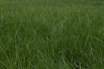 green lawn not mowed not well maintained