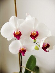 white orchid blossoms with buds, flowers, close up