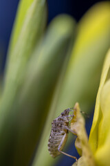 Makro Foto eines kleinen Wanzen Insekts, das auf gelbe Narzisse klettert