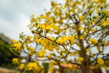 Hoa Mai tree (Ochna Integerrima) flower, traditional lunar new year (Tet holiday) in Vietnam. Two tulips pointing at the sky next to the forest yellow tulips symbolizing glory.