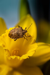 Makro Foto eines kleinen Wanzen Insekts, das auf gelbe Narzisse klettert