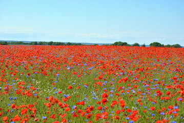 Mohnblüte Insel Rügen