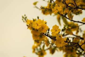 Hoa Mai tree (Ochna Integerrima) flower, traditional lunar new year (Tet holiday) in Vietnam. Two tulips pointing at the sky next to the forest yellow tulips symbolizing glory.