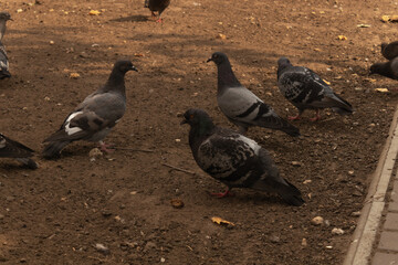 four pigeons walk on the ground near the sidewalk