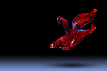 Betta fish, siamese fighting fish (Halfmoon betta )isolated on black background