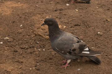 ne gray dove looks to the side and stands on the ground