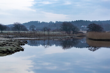Rural landscape in Sweden with calm sea bay, reeds and trees on cold early morning