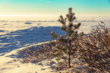 view of small pine covered with snow on the shore