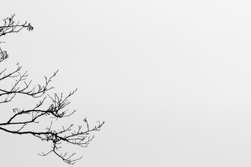 Tree branches silhouette against neutral white background with space for text
