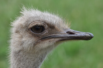 ostrich