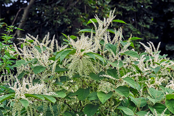 Japanischer Staudenknöterich ( Fallopia japonica ).