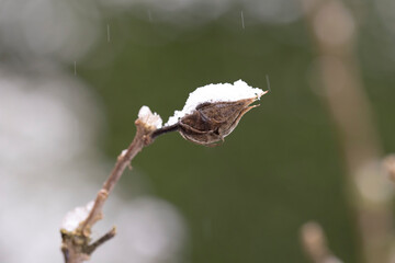 Neige sur de la végétation - ambiance hivernale