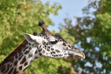Giraffe