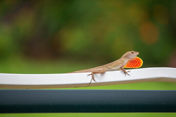 Anole lizard outside on the patio chaise furniture, brown with green background.