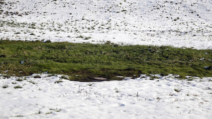 A lawn with green grass grows in the middle of the snow