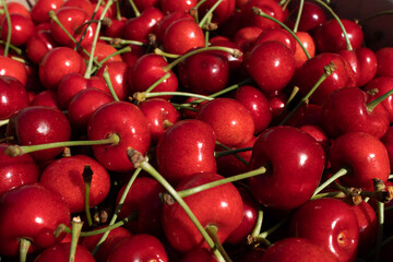 near a lot of ripe cherries with twigs