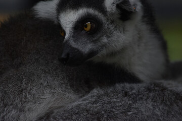 Ring-tailed lemur