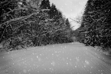 Black and white winter landscape. Snowfall over forest with small road