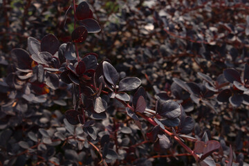 black with red veins leaves of a large plant