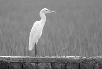 Black & White image of a Heron with beautiful white feathers and paddy fields in the background.